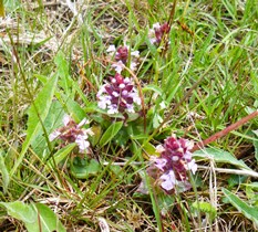 Heath spotted orchid